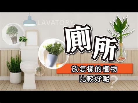 吊蘭廁所風水|廁所植物風水：5種最旺財的選擇